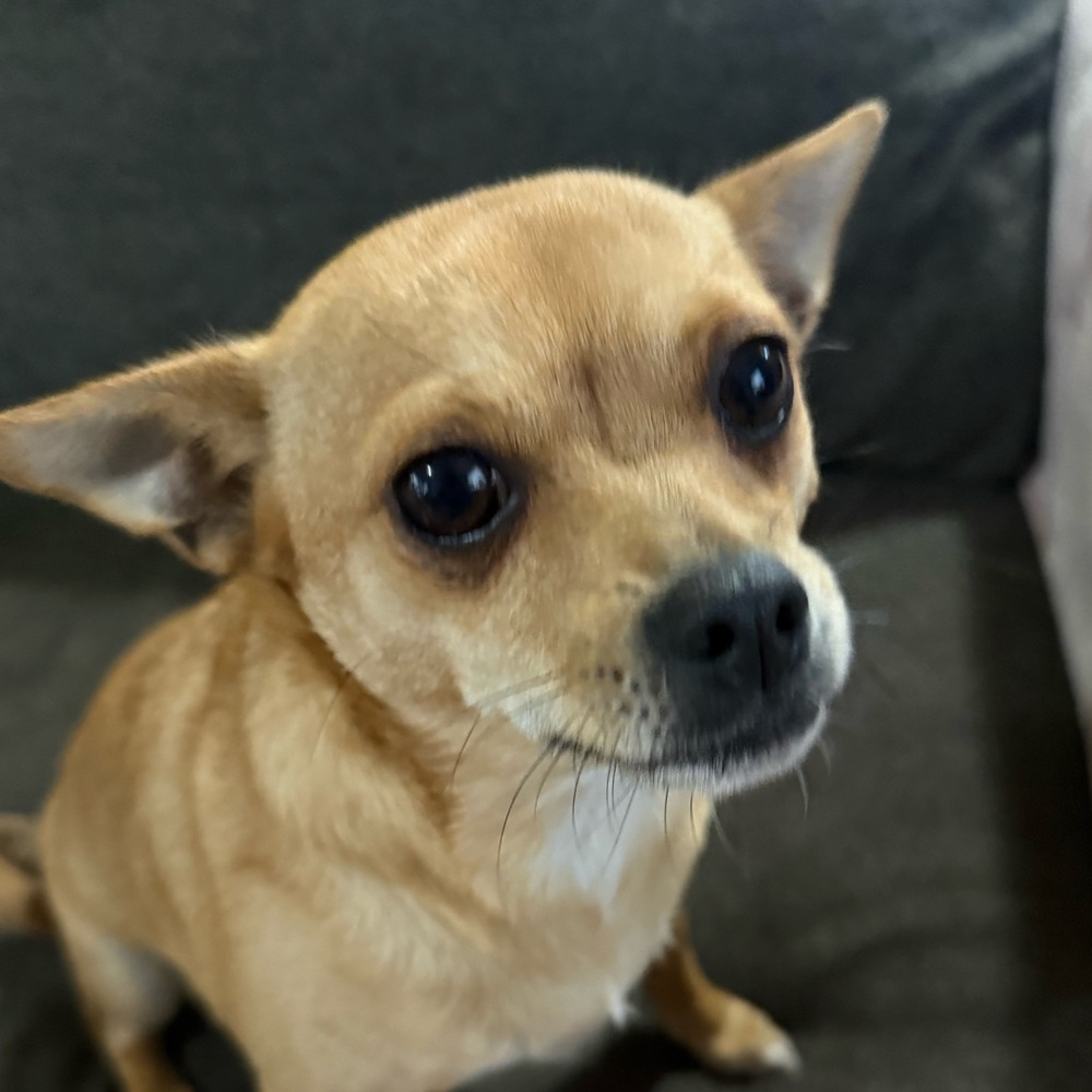 Meet your Posher, Annabel